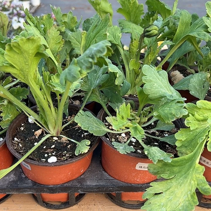 水晶抖音直播量拍蜂鸟虞美人