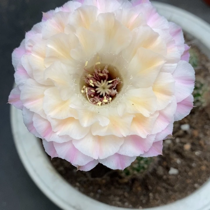 彩草仙仙侧芹2-2.5公分左右微瑕