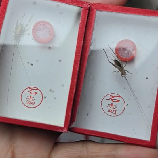 蟋蟀石志明中长须二条
