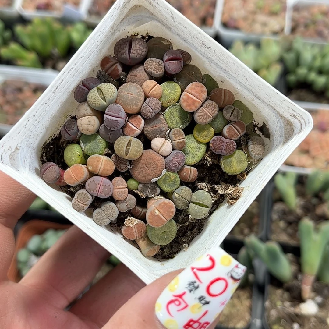 石生花一盆发货有根发货