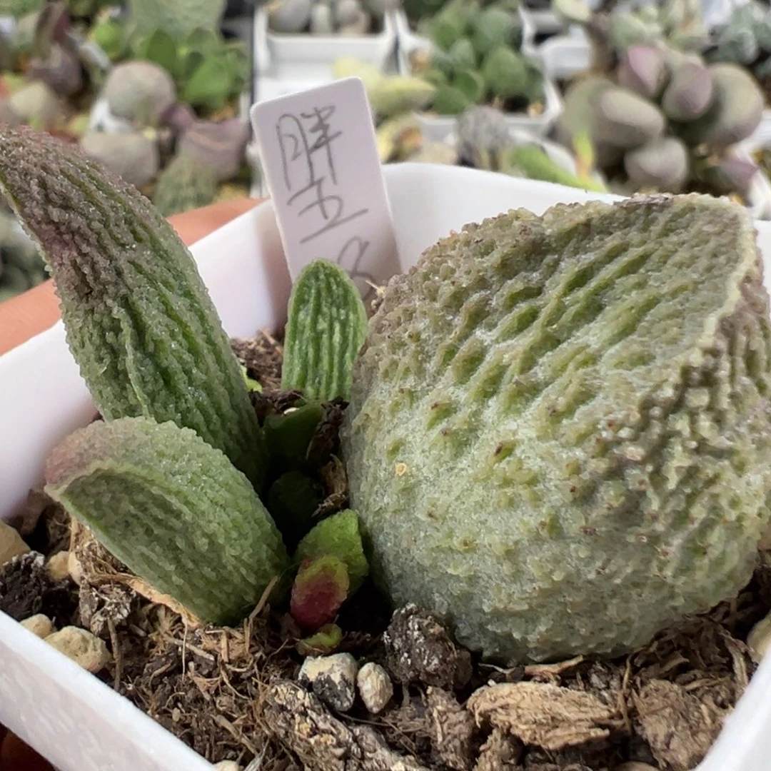 w胖五多肉植物水泡