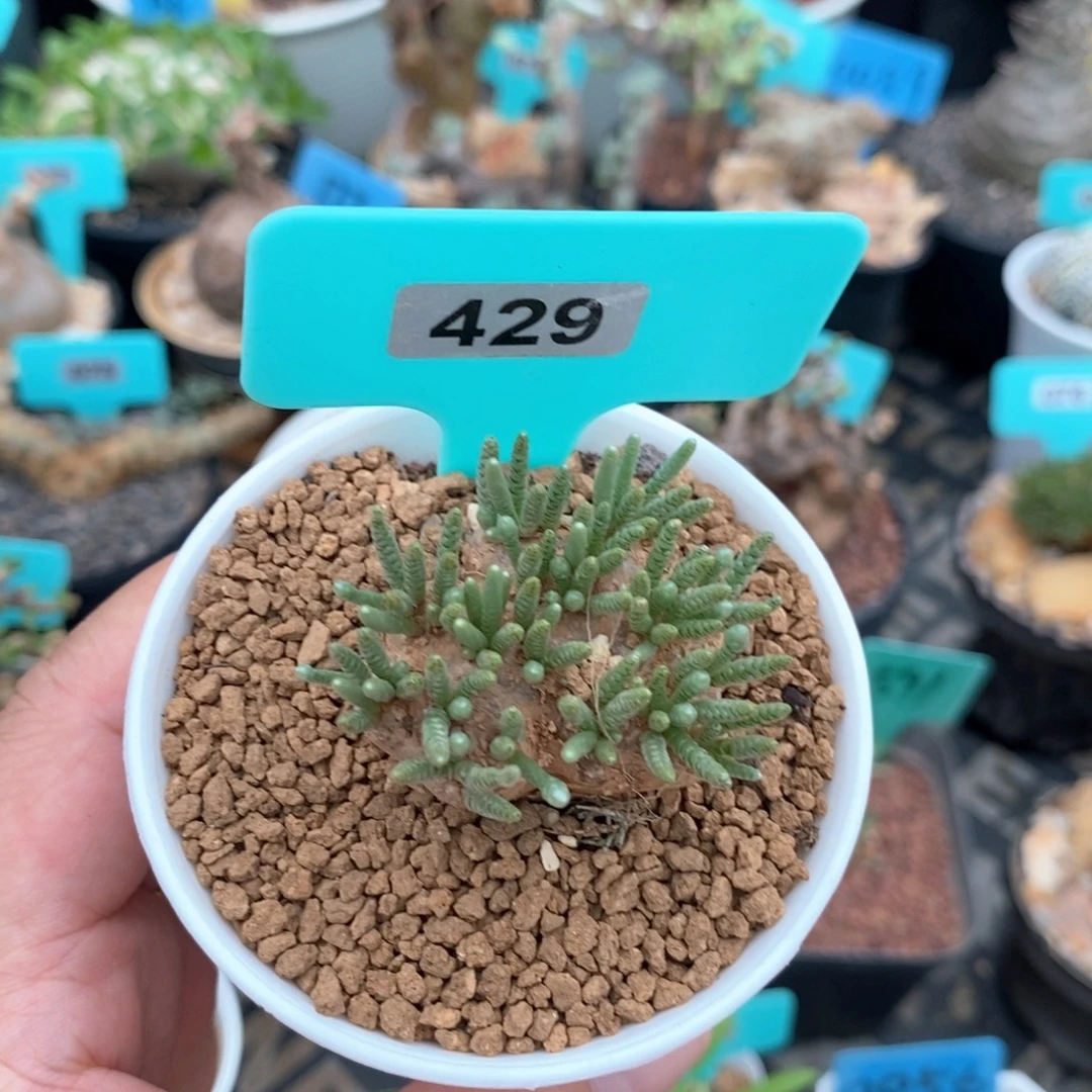 任锦产地多肉植物