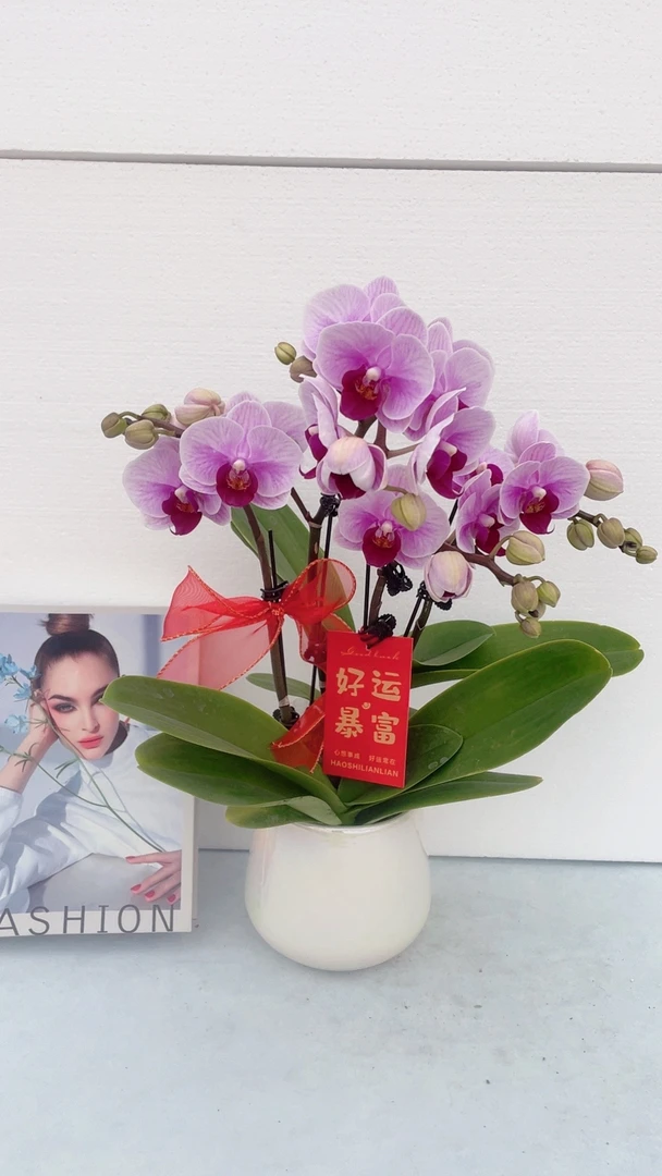 蝴蝶兰【宝贝】鲜花盆栽室内观赏花花佛山基地直发好养易活