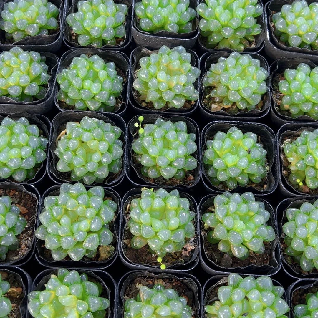 糯肌玉露多肉一颗