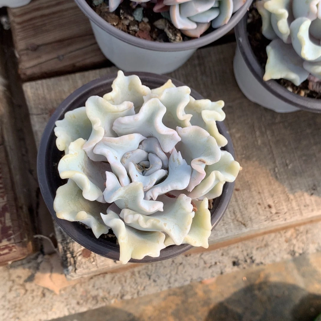 多肉植物多肉植物