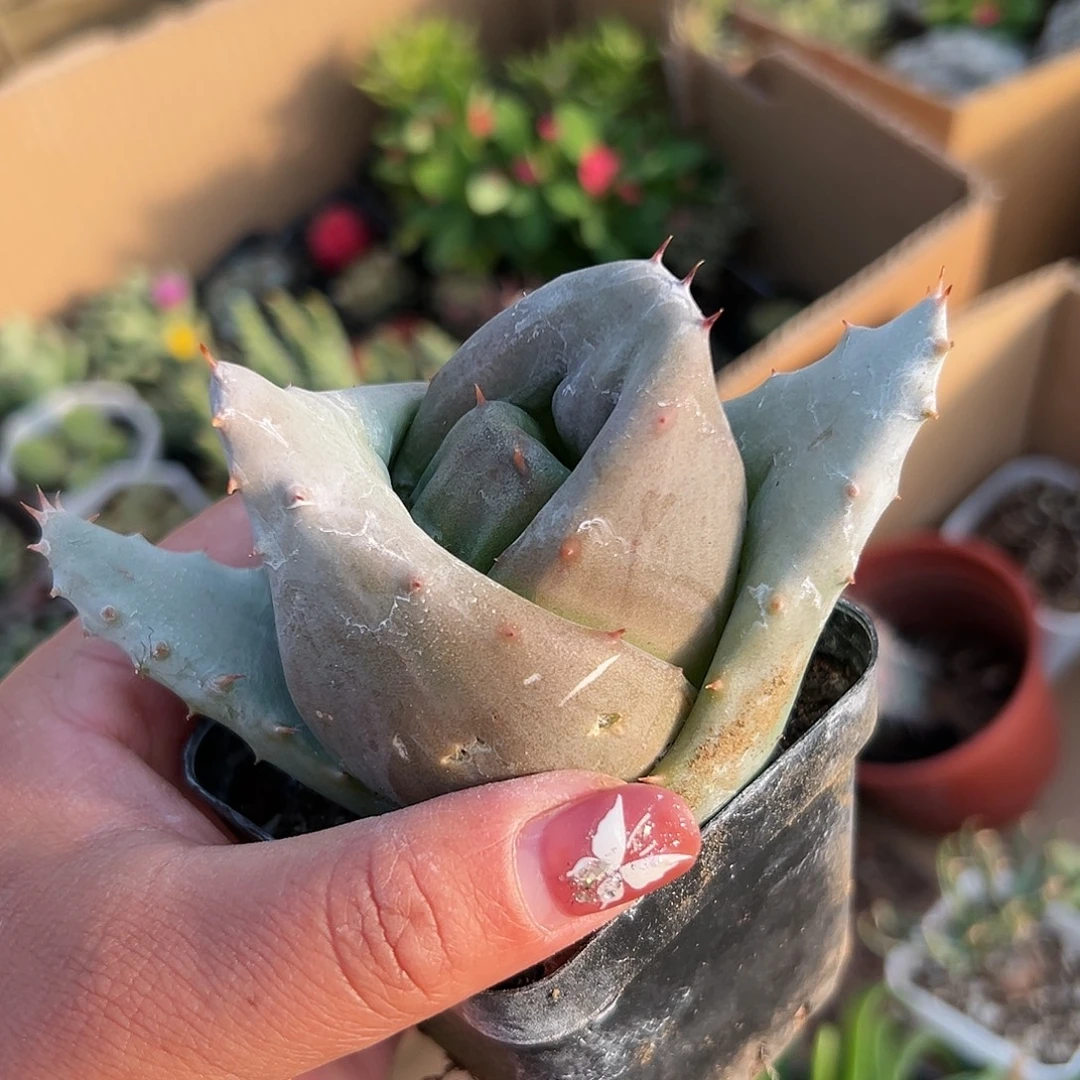 D***i多肉植物多肉植物