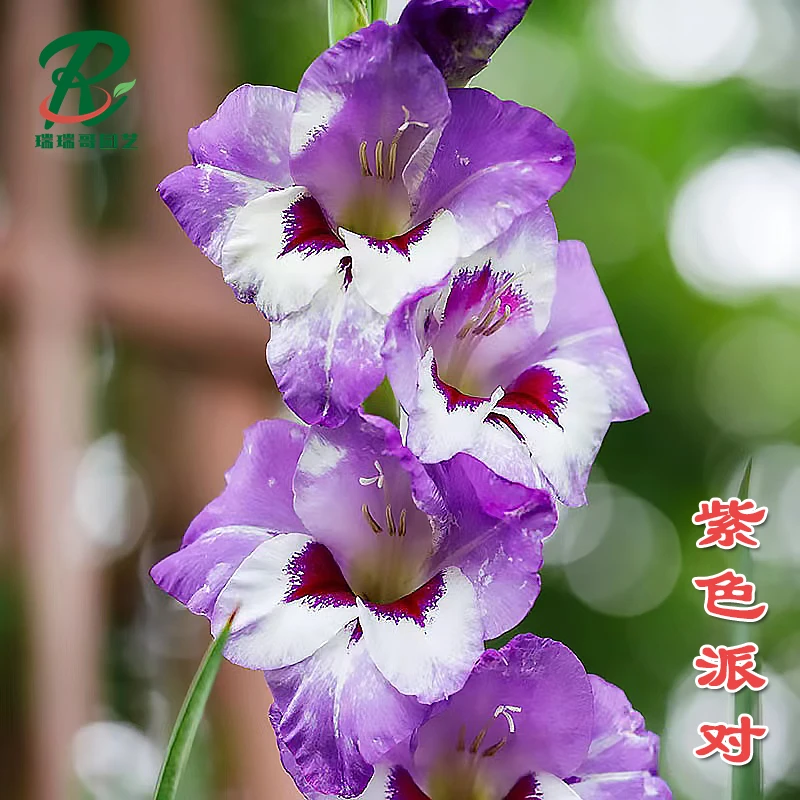 到手5颗【紫色派对】唐菖蒲剑兰种球荷兰进口花卉室内庭院绿植四季