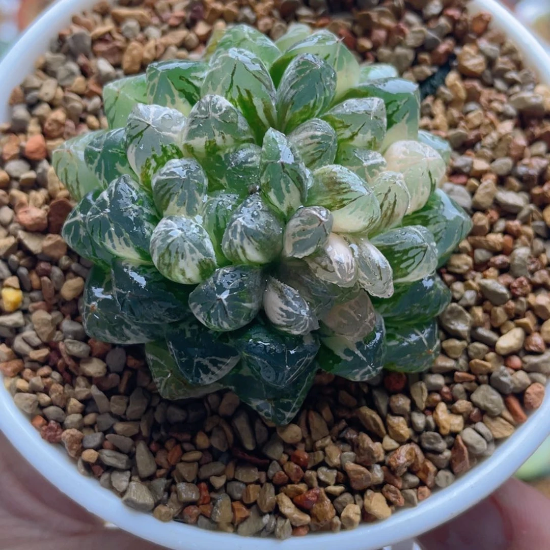 18.十二卷塑料皮玉露锦。
