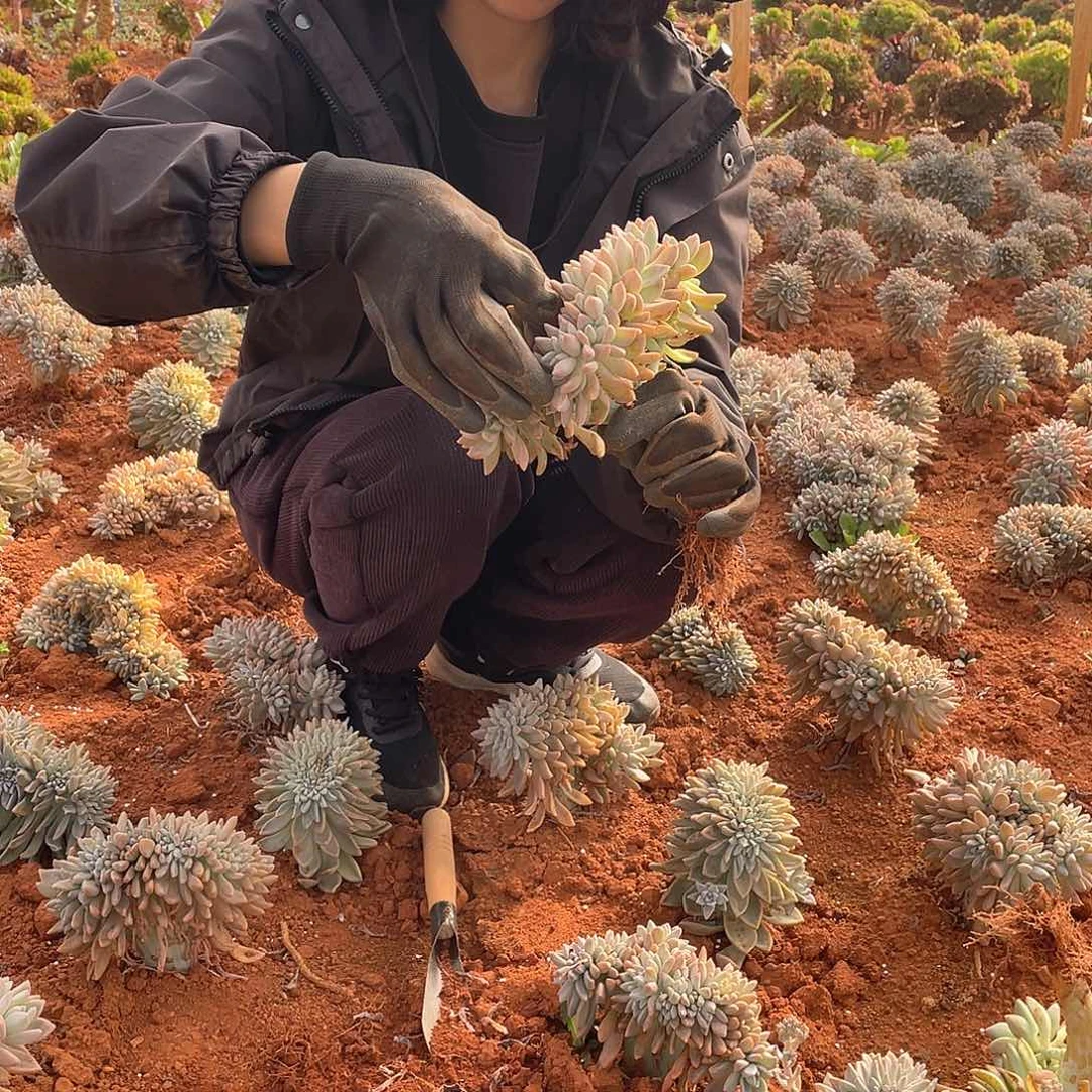 钟*白410淡雪缀 一物一拍多肉