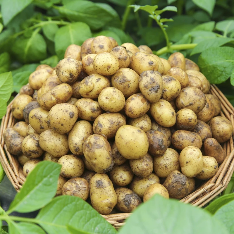 2025云南本地高山新鲜洋芋土豆现挖薄皮土豆洋芋5斤包邮软糯香甜