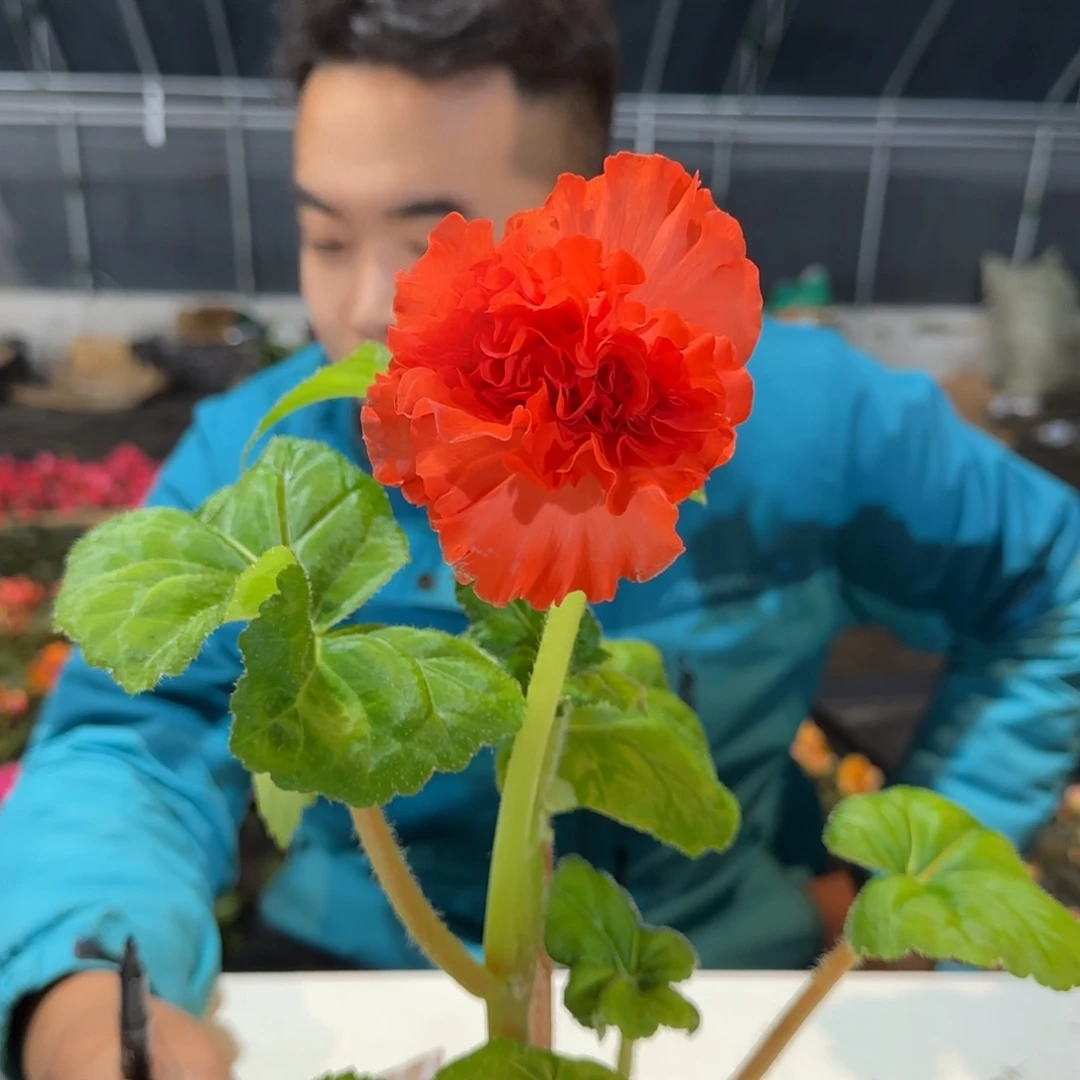 思***思3906，掉花折叶正常介意勿拍，不拍保温冻死不售后