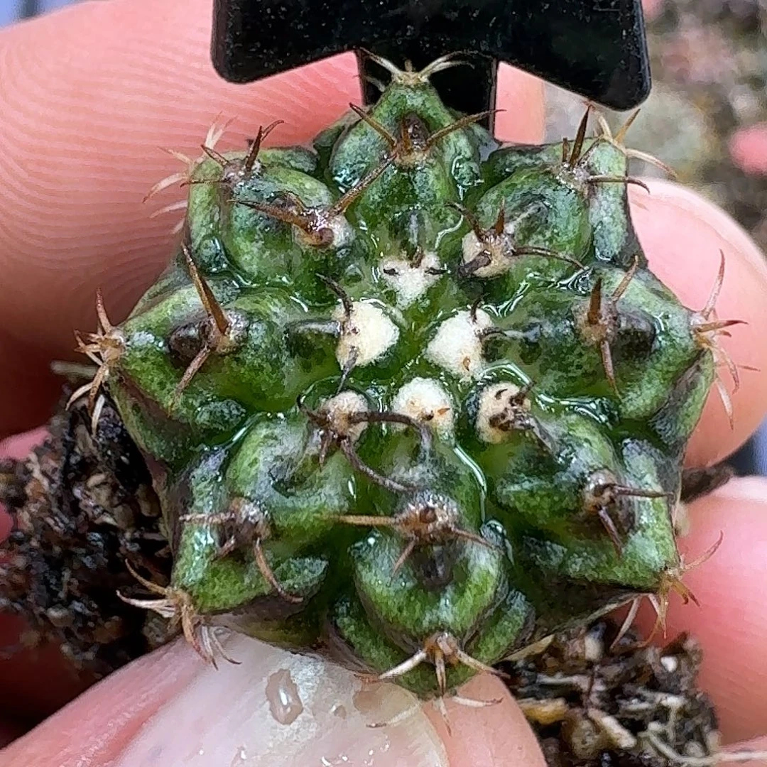 百***条米哈实生自然锦07