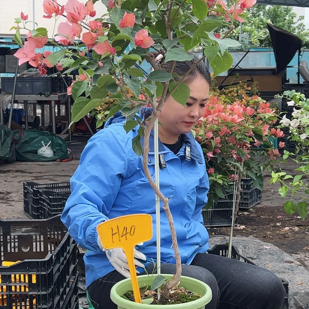 A***A大部分花苞少量开放H40不甜