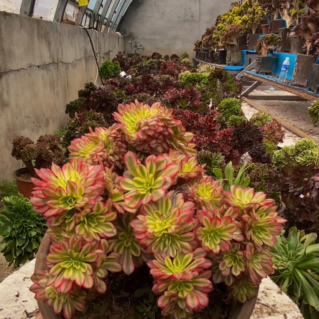 美姬缀c212所见即所得