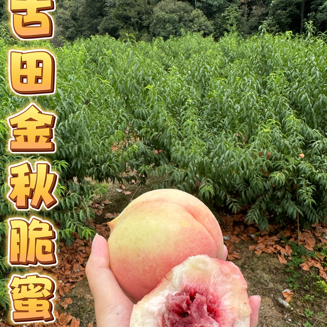 福建古田水蜜桃新鲜脆桃鲜甜多汁现摘当季应季水果
