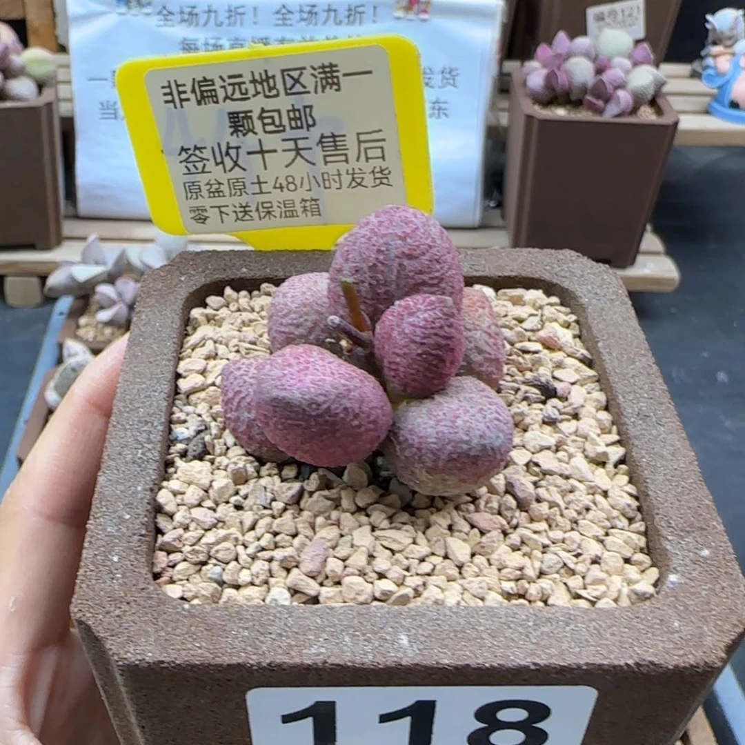 118服部多肉植物