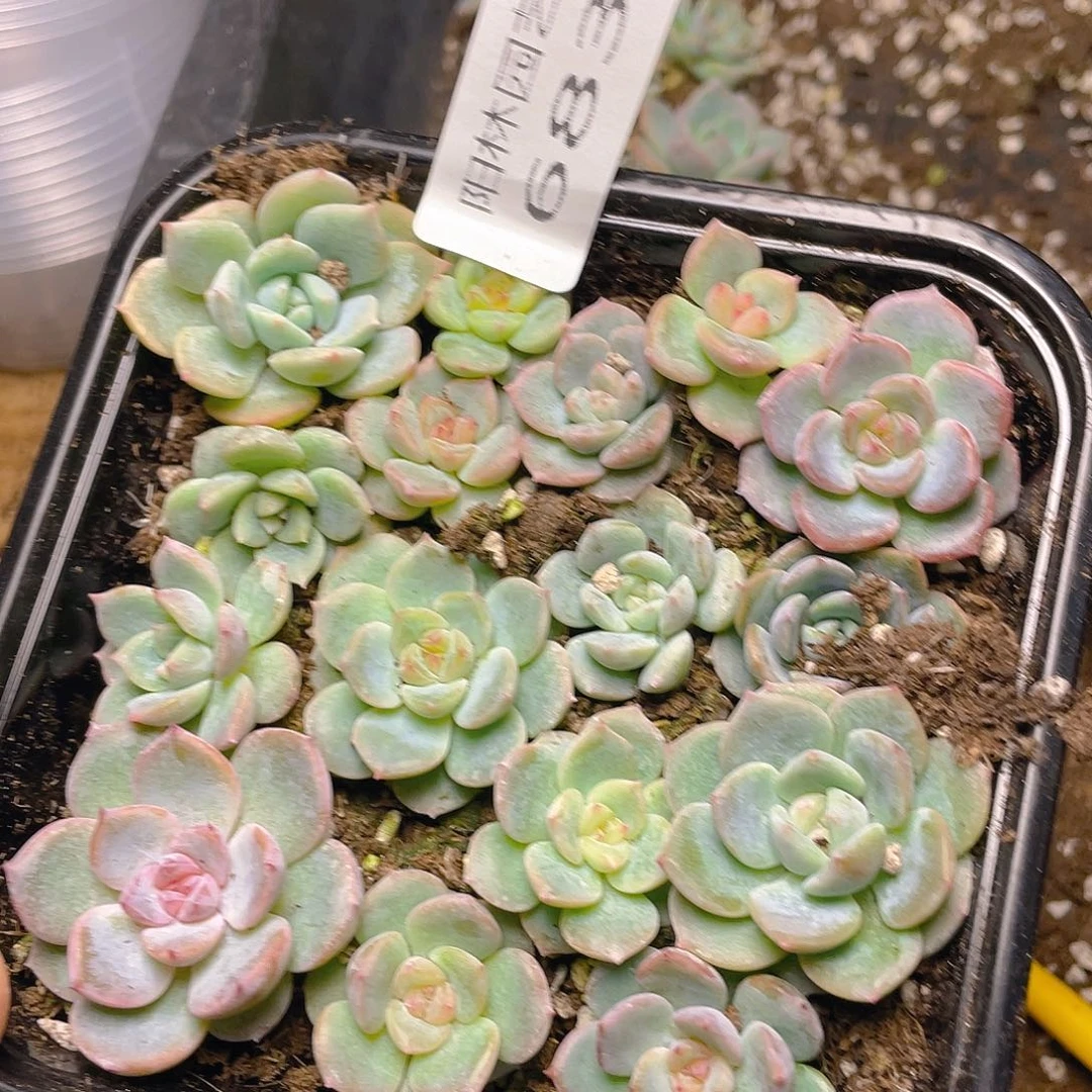 多肉植物多肉植物683