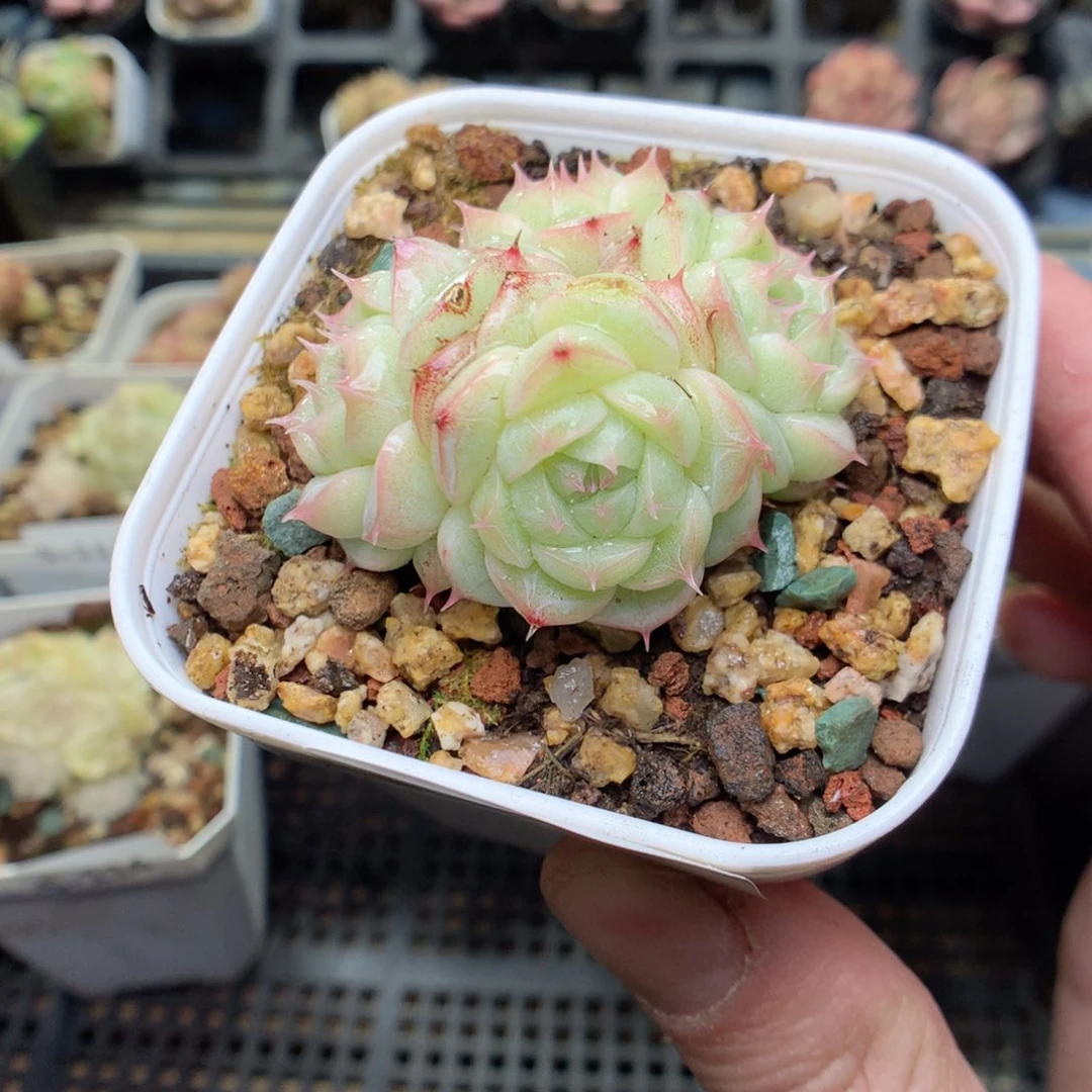 S115y y y y y y y y y