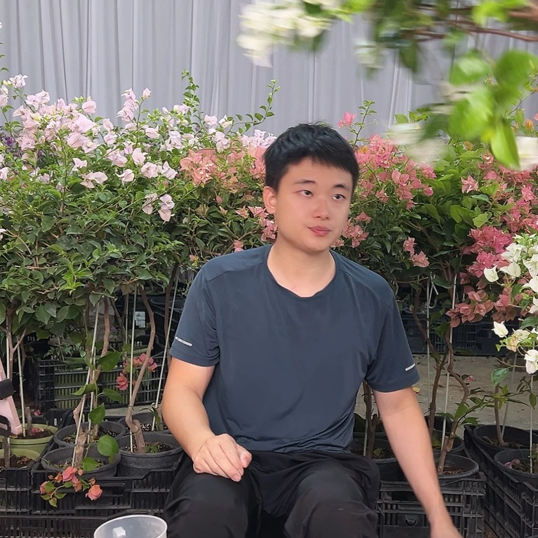 当前无花栽培后可以开花三角梅80