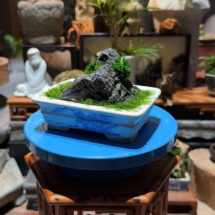 粉**斯蝉小川石头草。。。。。