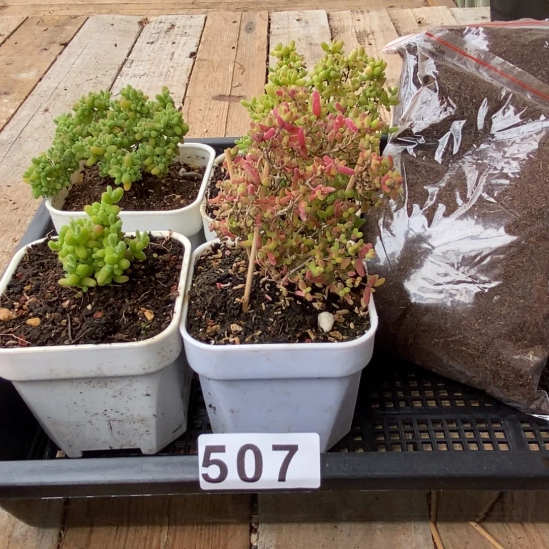 枝干番杏多肉植物507