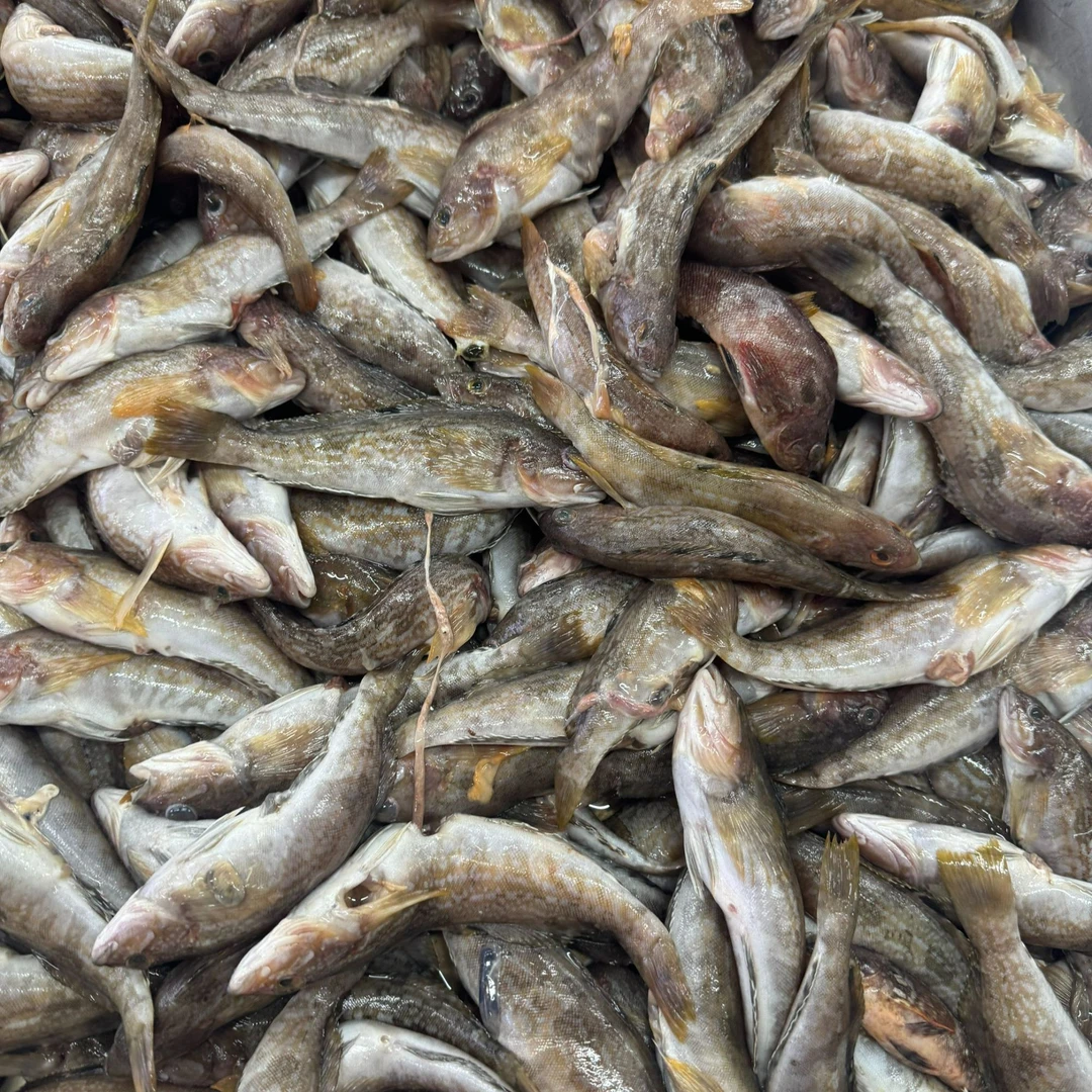 黑头鱼30元一斤