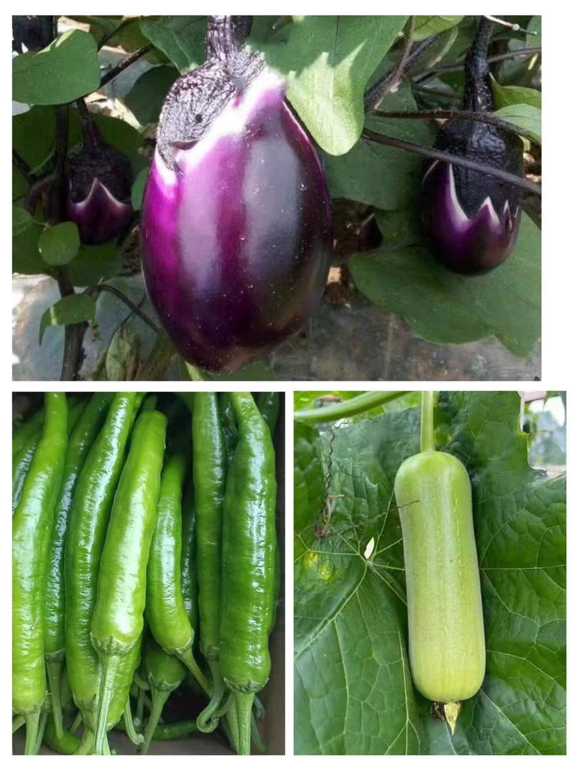 张家界高山农家当季现摘蔬菜