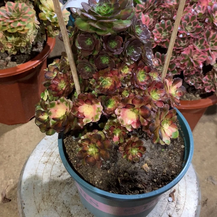 1088海王七彩多肉植物特价