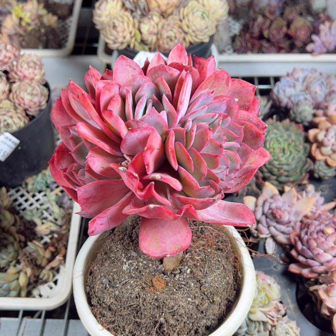 绮罗仙子三头起多肉