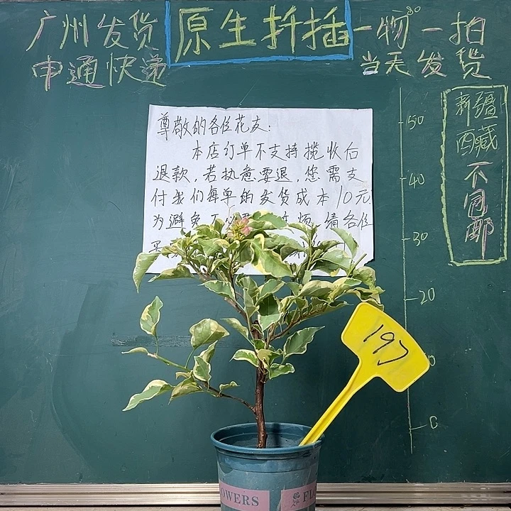 完全开放 福利 马斯  197