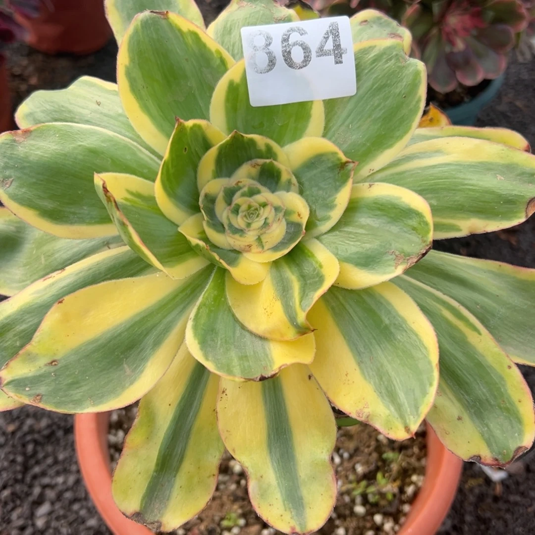 我是真的很喜欢这个