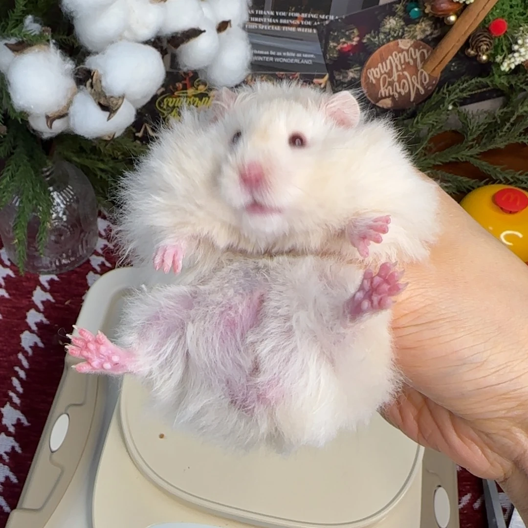 银灰金弟弟9.18生日