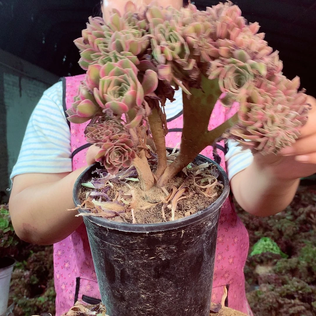柒哥多肉法师不包侧断枝400