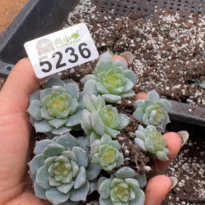 多肉植物多肉植物