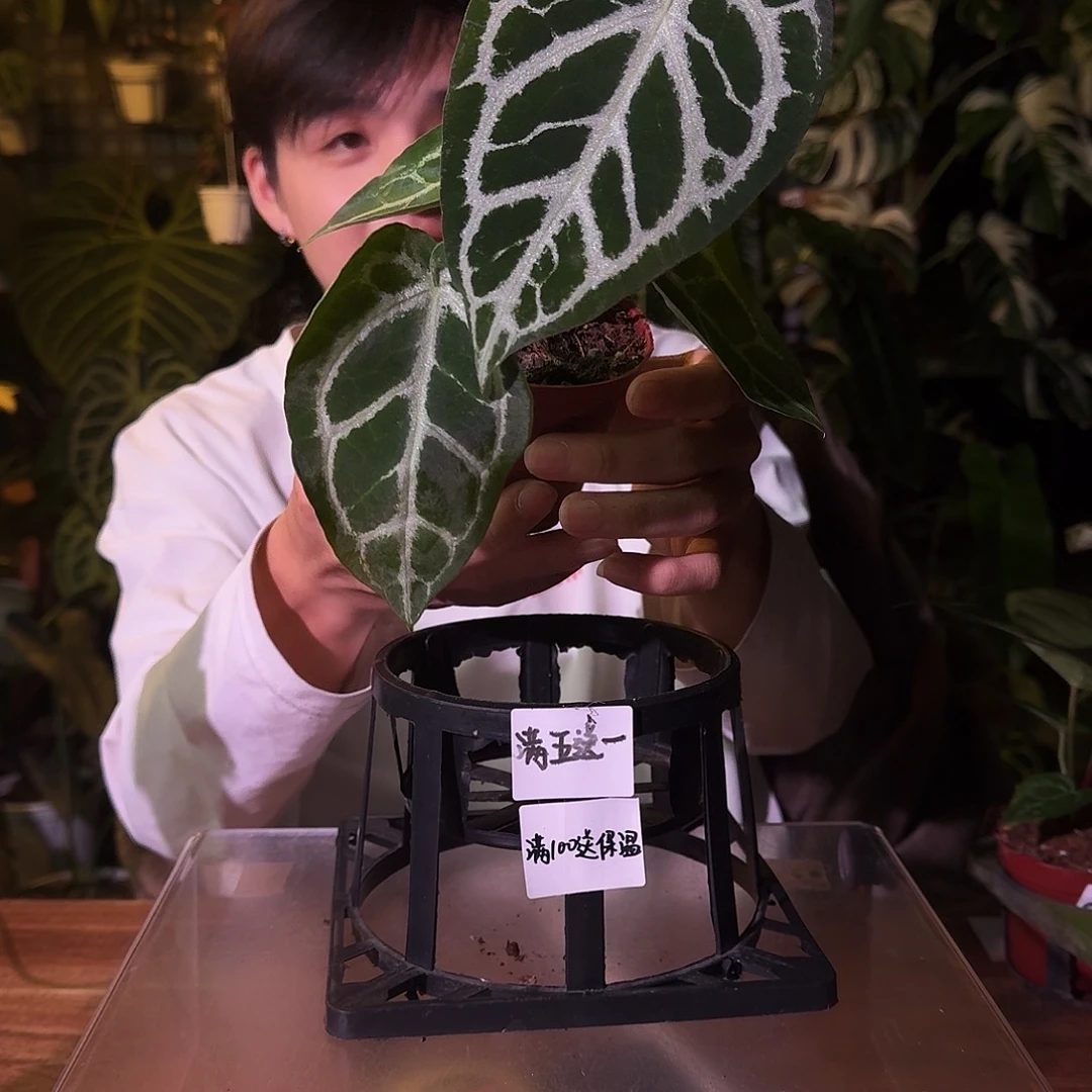 不开花植物G262黑底撕裂杂撕裂银虎