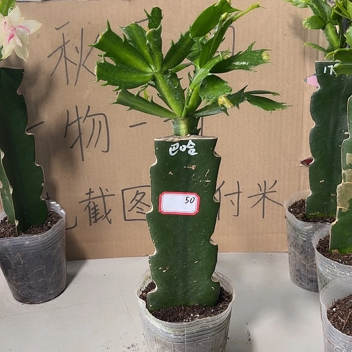 莱***救当前无花朵，栽培后可花朵巴哈