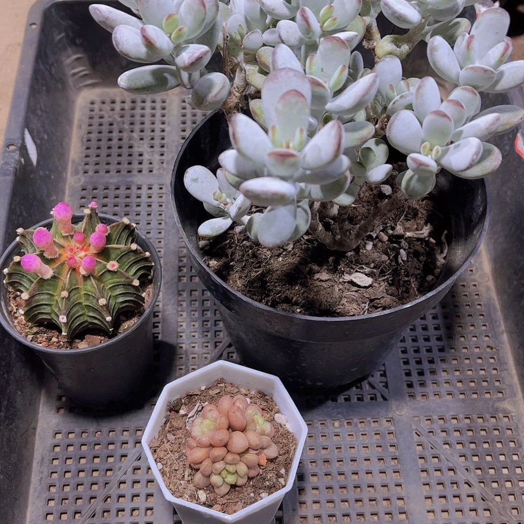 多肉363多肉植物