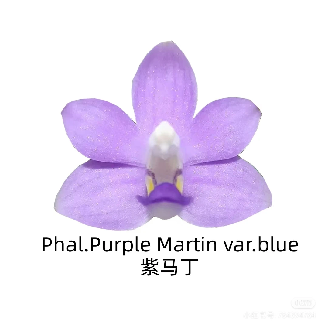 原生种紫马丁带花剑(2.8寸杯)有香味蝴蝶兰