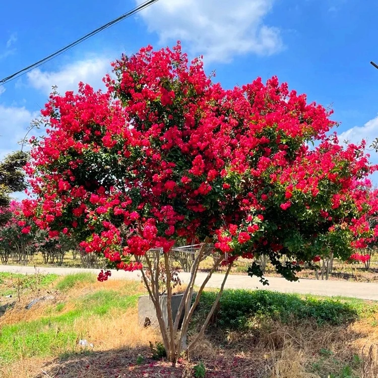 进口美国红火箭紫薇花树苗庭院别墅花卉植物绿化四季开花紫薇花苗