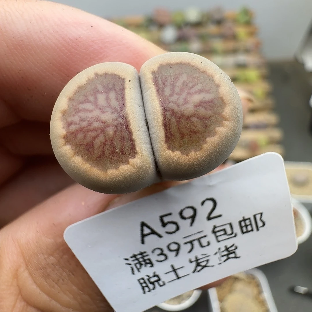 592多肉哈哈哈哈哈哈哈