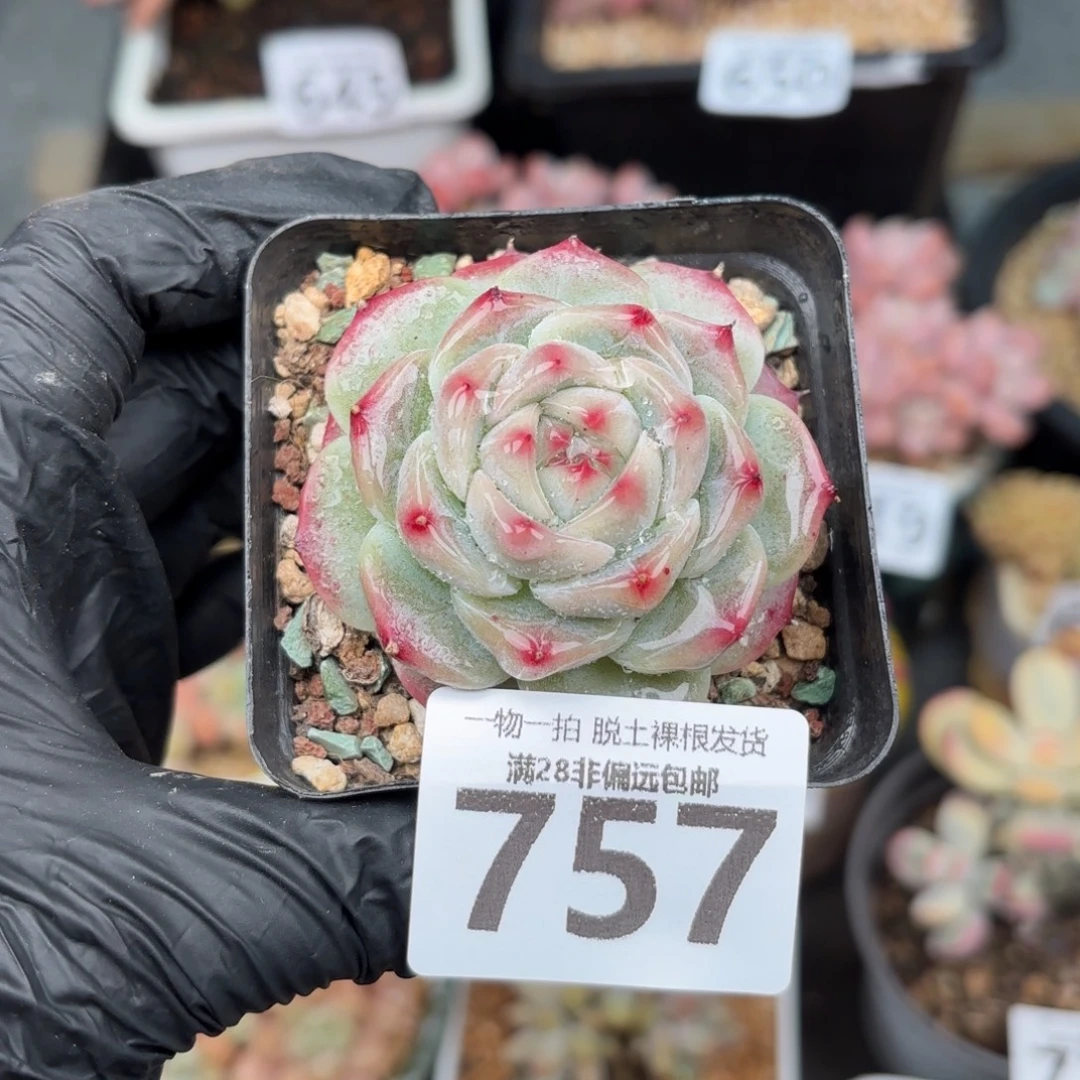 冰吉单头无盆土发货