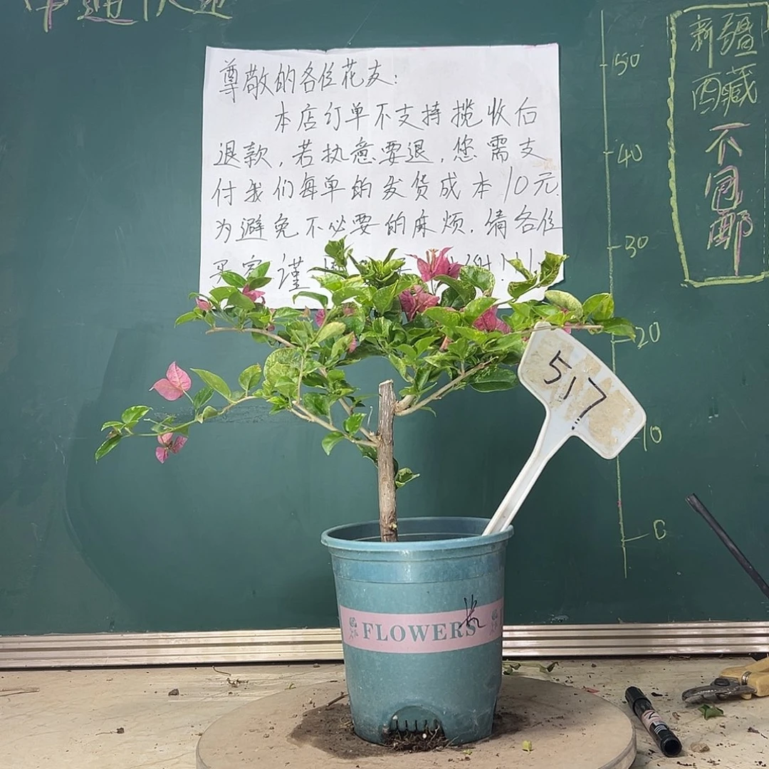 当前无花栽培后可以开花斑叶米罗 斑不多 517