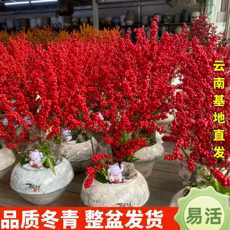 北美冬青发财果年宵花绿植盆栽大气桌面款轻微掉果不售后