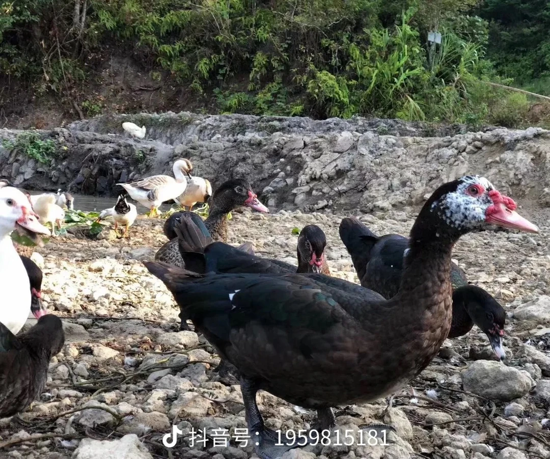 农村放养番鸭 喂五谷杂粮