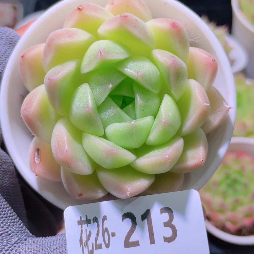 花利美26-213麦秆