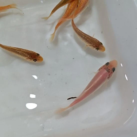 锦鲤黄*直接拍就行