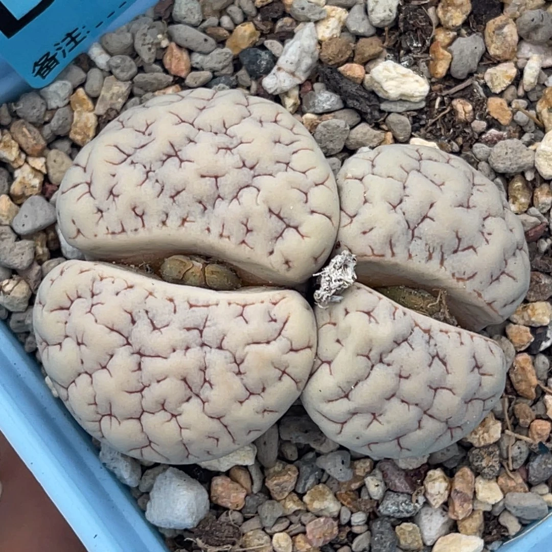 0066双头蜜纹凹凸189一颗