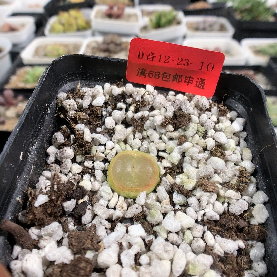 12-23-10      拉登1颗