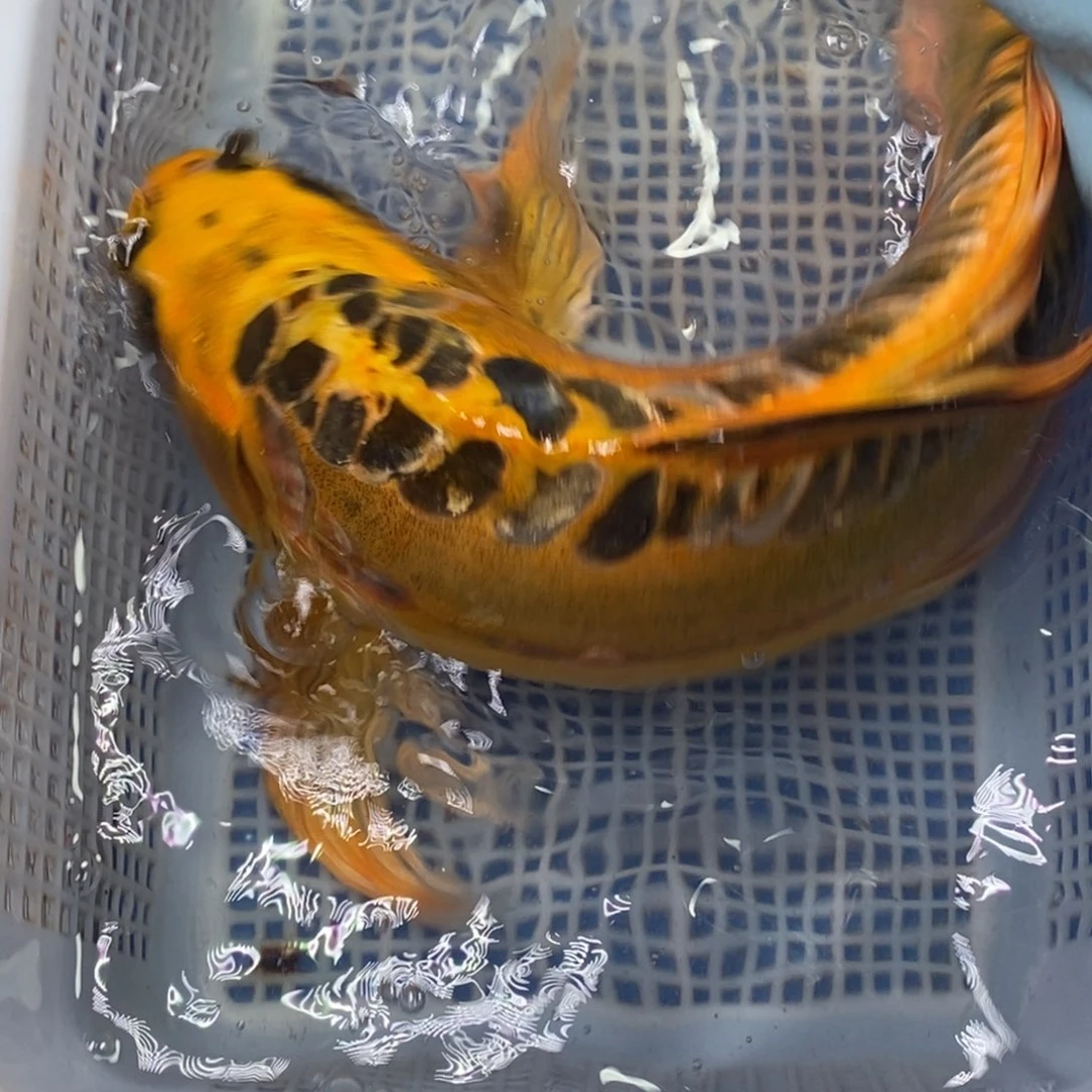 锦鲤冷水锦鲤包邮