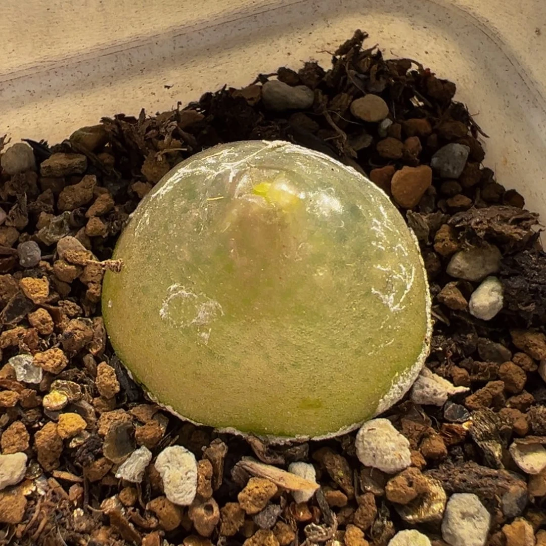 141多肉植物种类多样